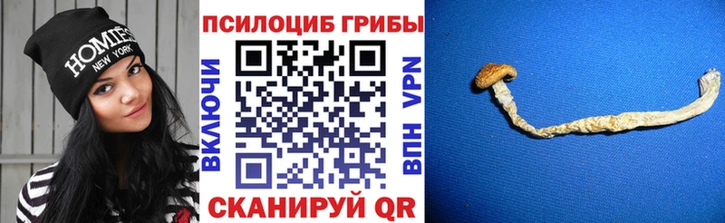 Псилоцибиновые грибы Psilocybe  купить наркоту  мега tor  Апатиты 